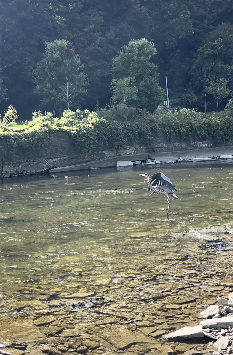 Great Blue Heron - ML646671208