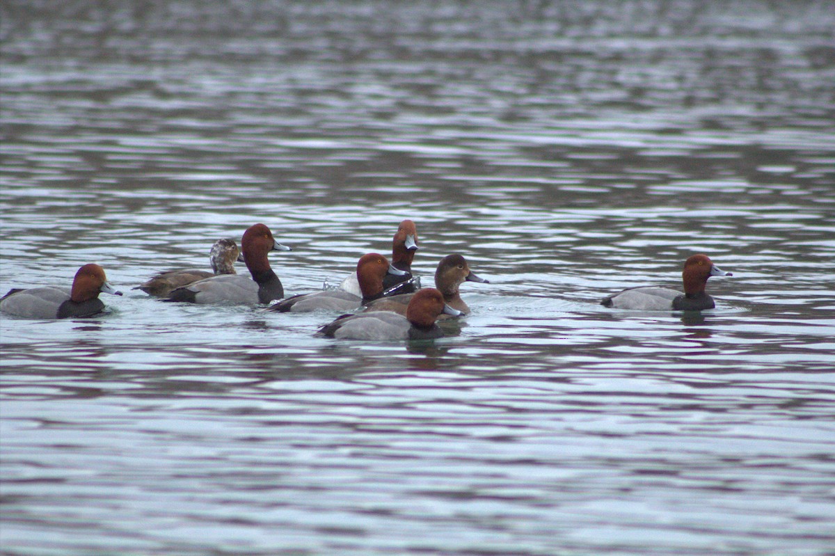 Redhead - ML646671212