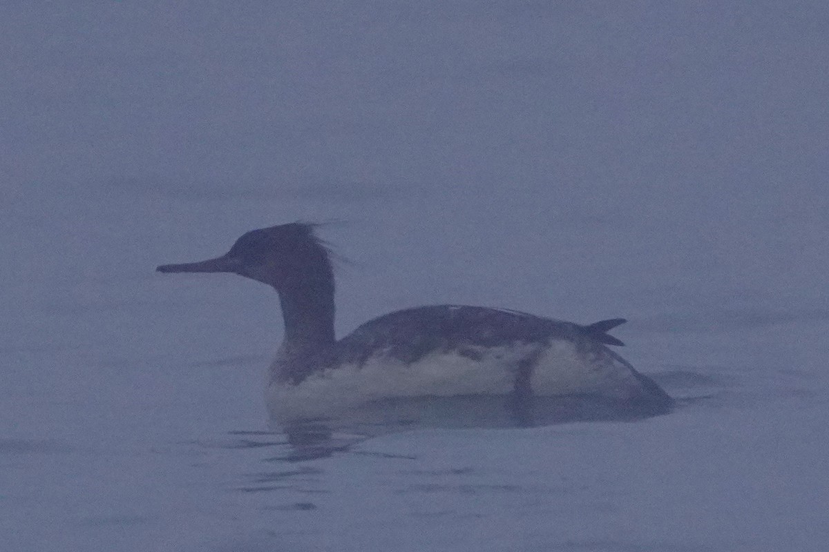 Smergo minore - ML646671215