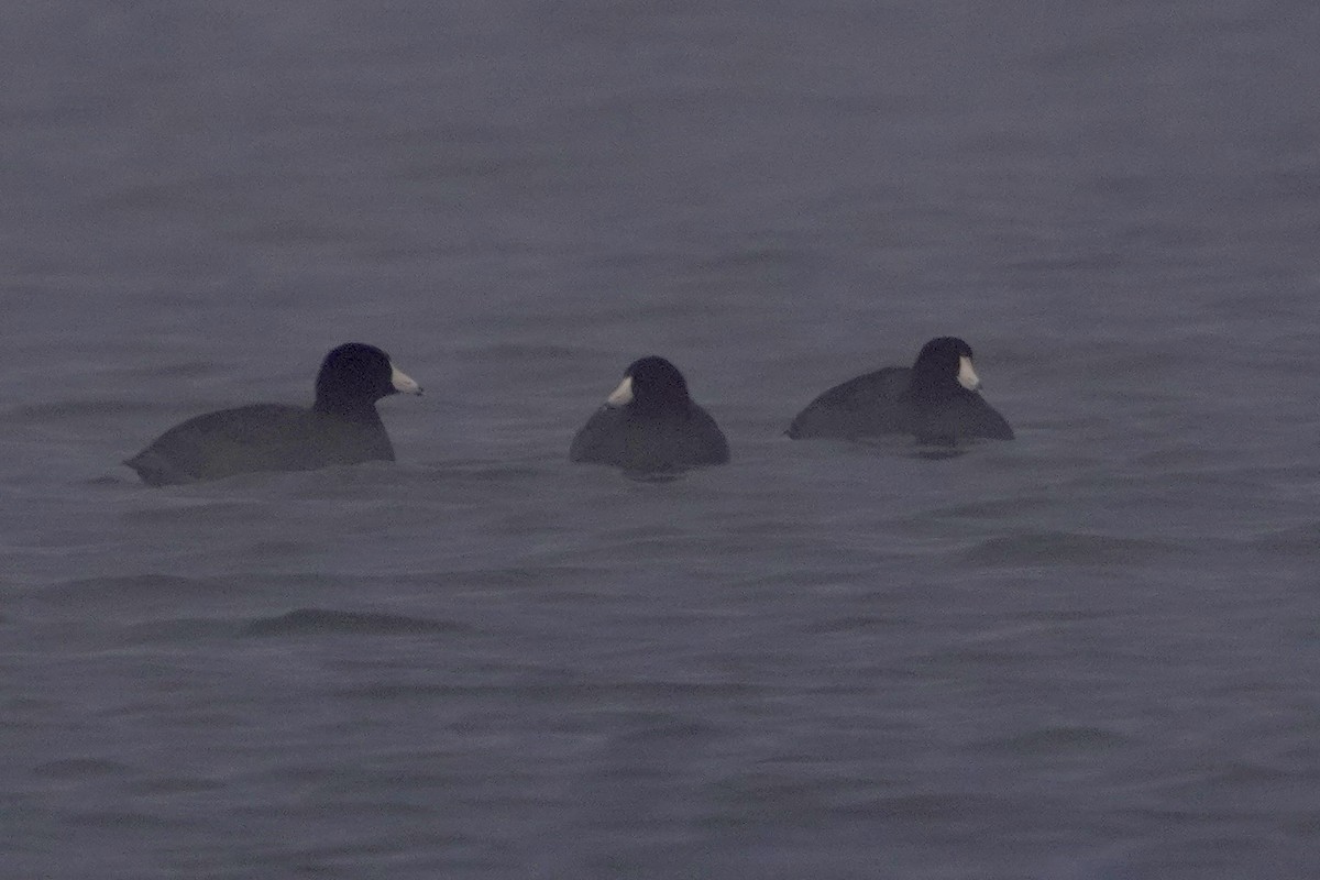 American Coot - ML646671217