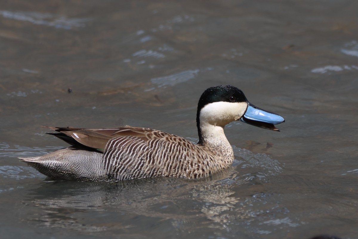 Puna Teal - ML646671220