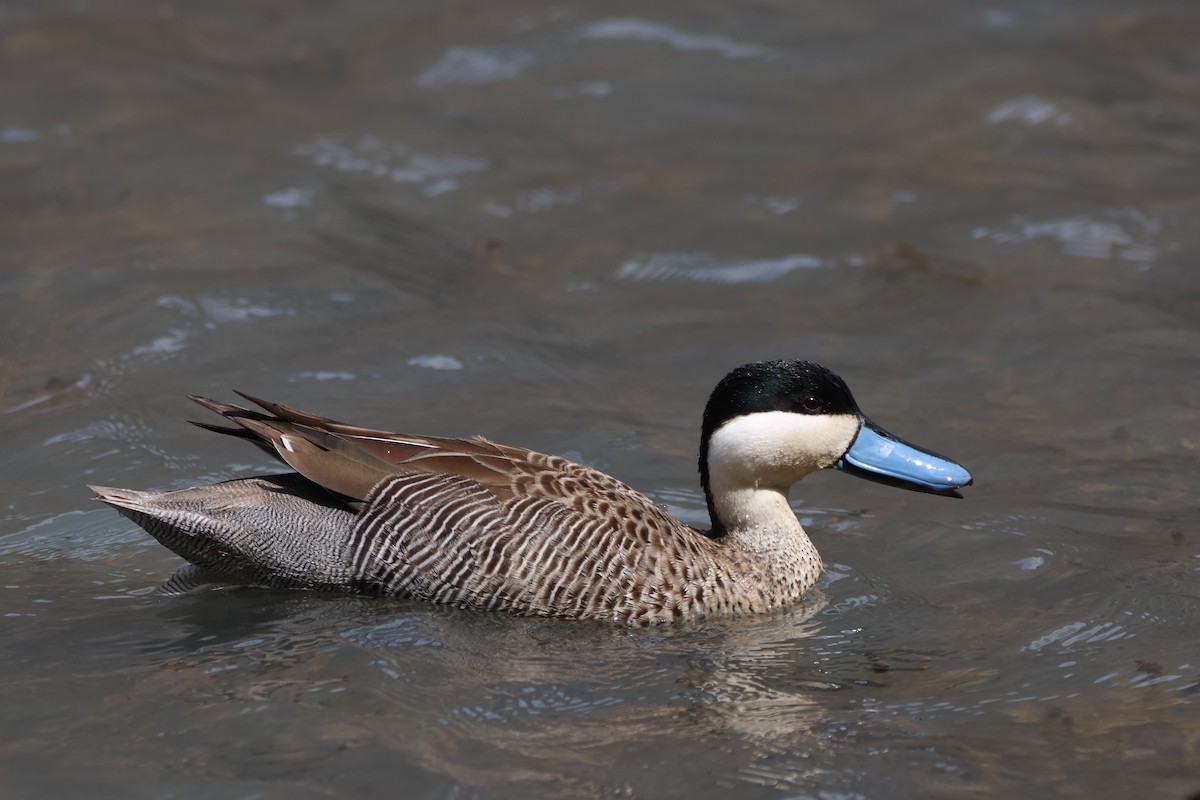 Puna Teal - ML646671221