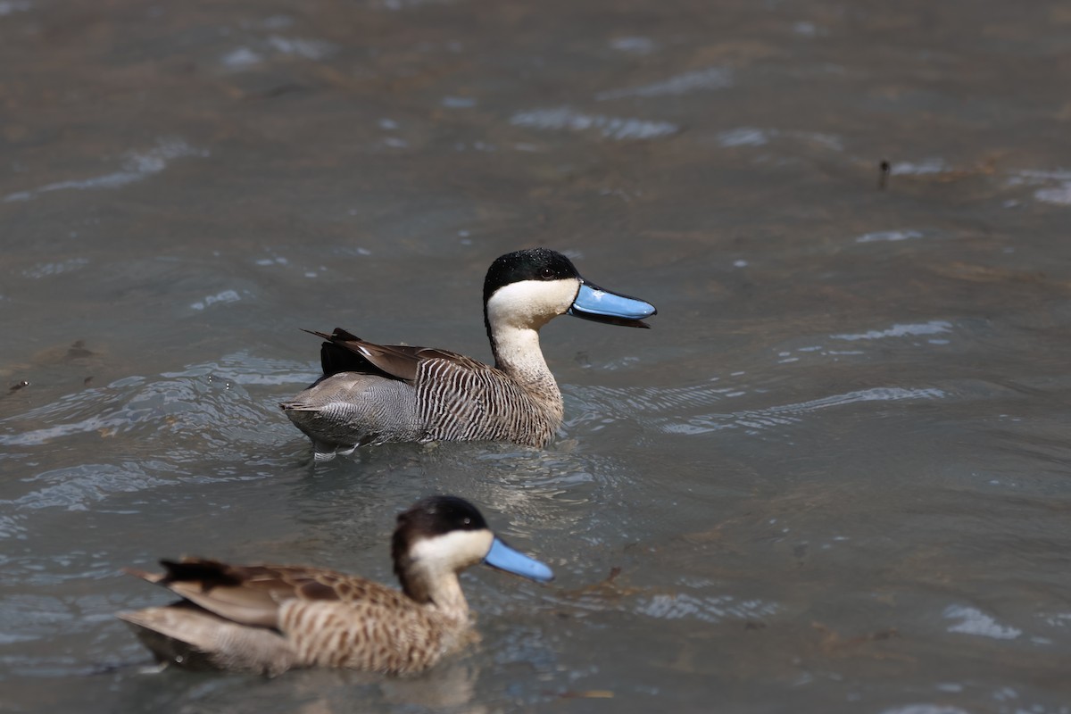 Puna Teal - ML646671222