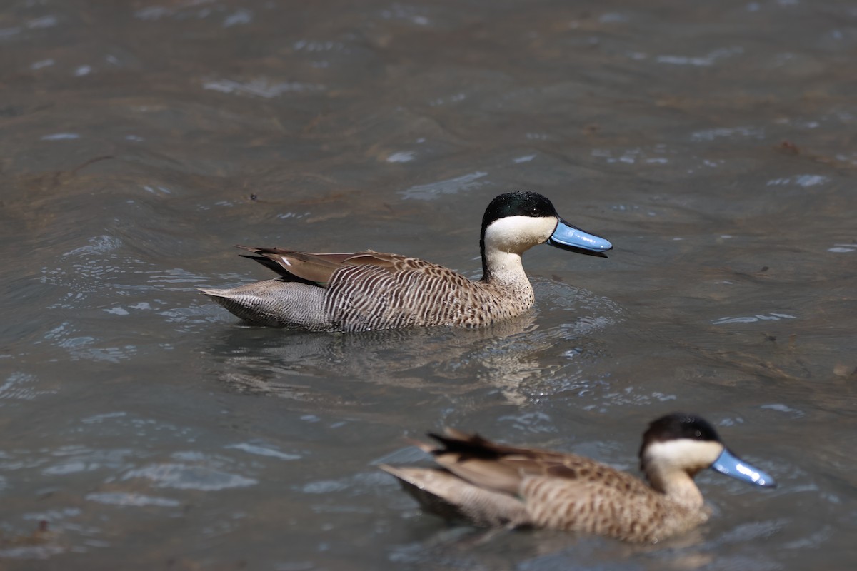 Puna Teal - ML646671223