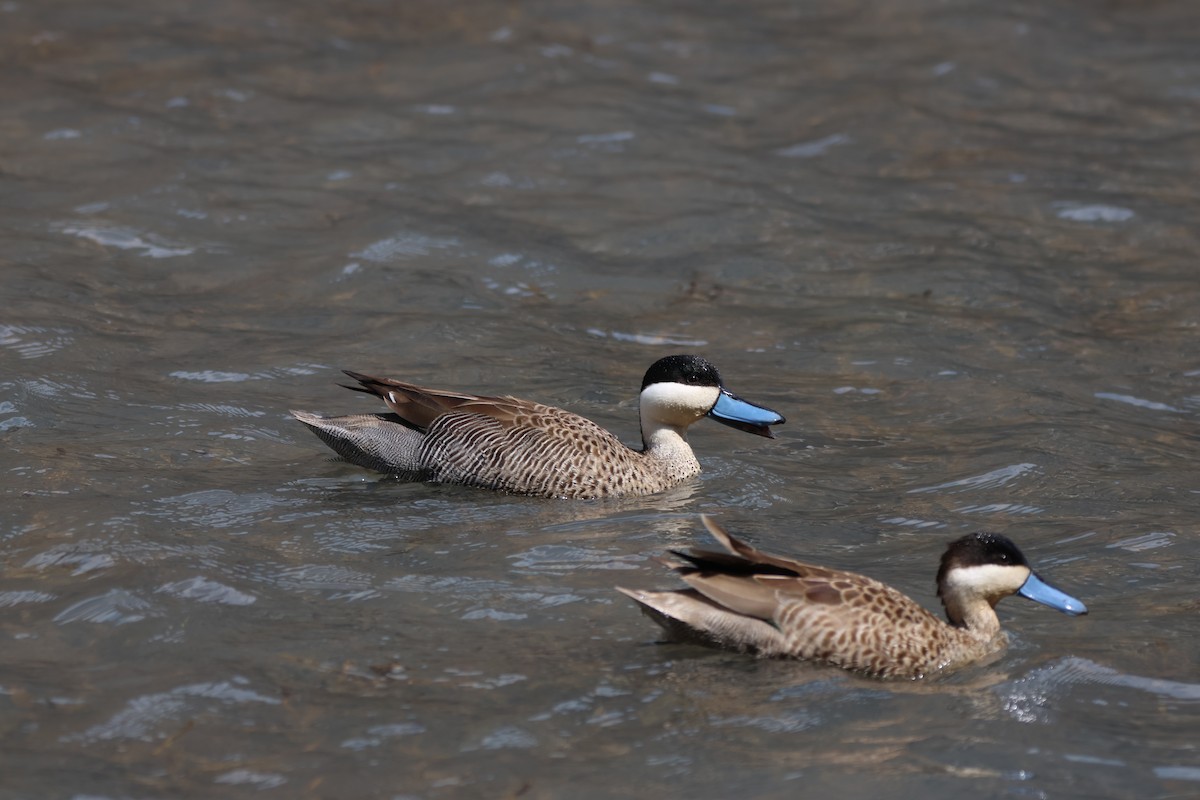 Puna Teal - ML646671224