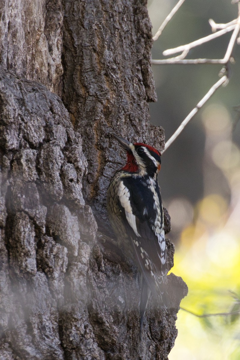 Red-naped Sapsucker - ML646671225
