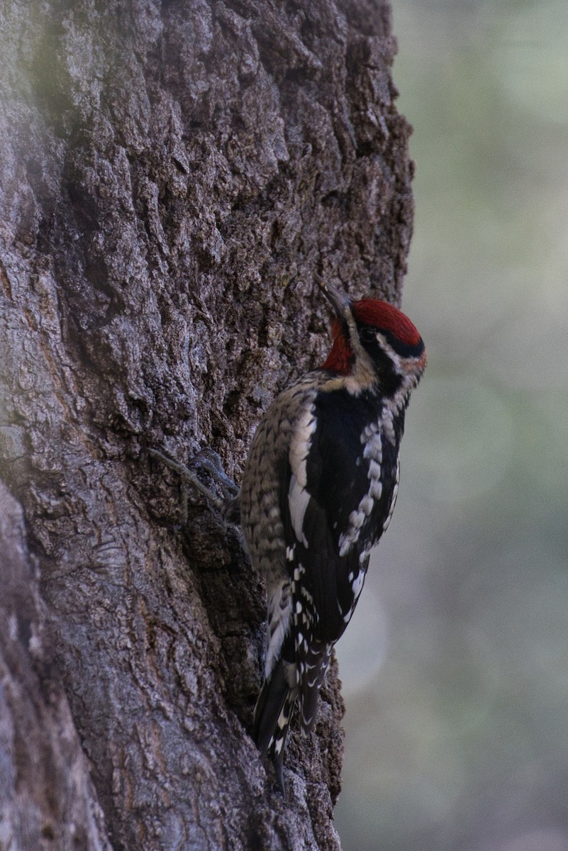 Red-naped Sapsucker - ML646671226