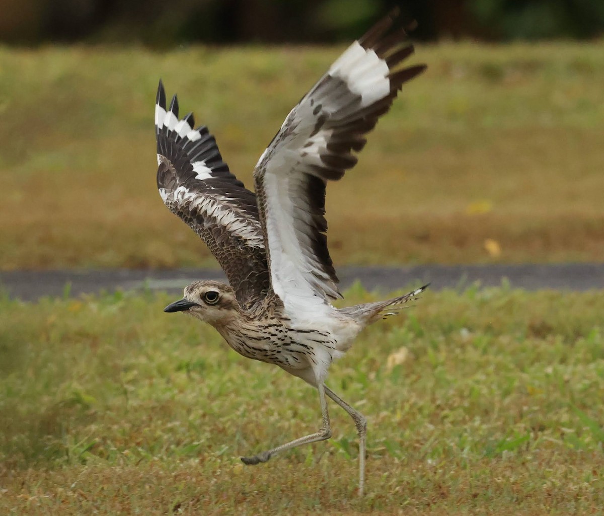 Bush Thick-knee - ML646671227
