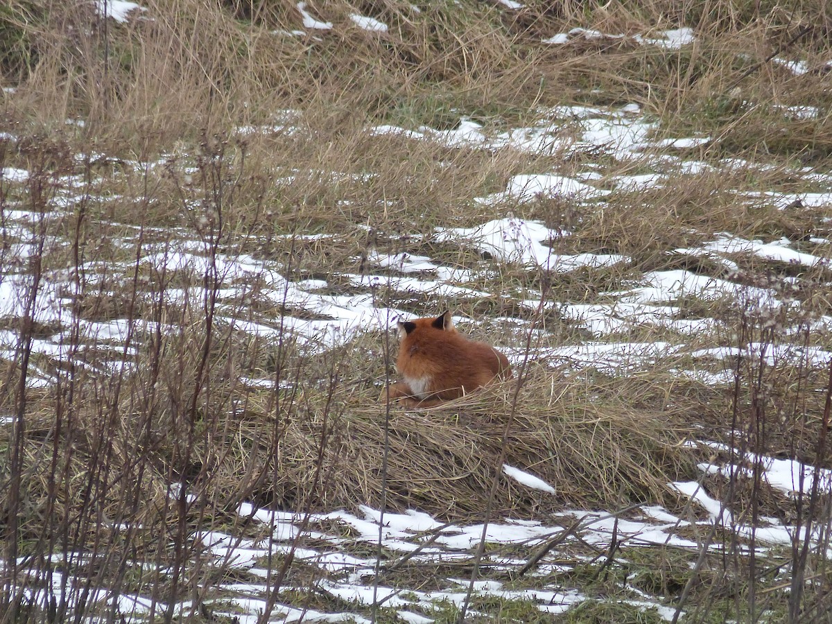 Mammals - ML646671228