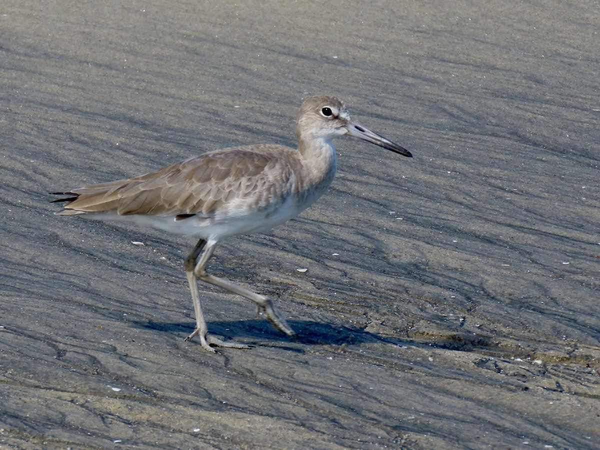 Willet - ML646671233