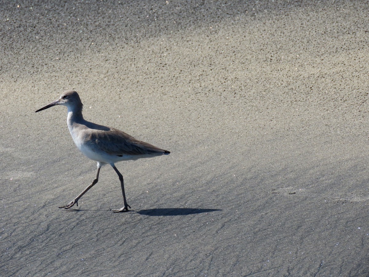 Willet - ML646671235