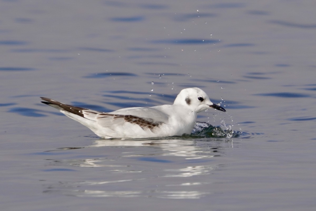 Gabbiano di Bonaparte - ML646671236