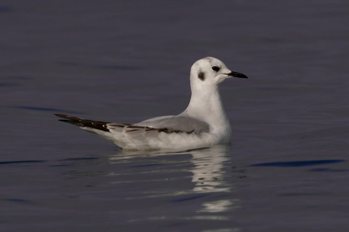 Gabbiano di Bonaparte - ML646671237