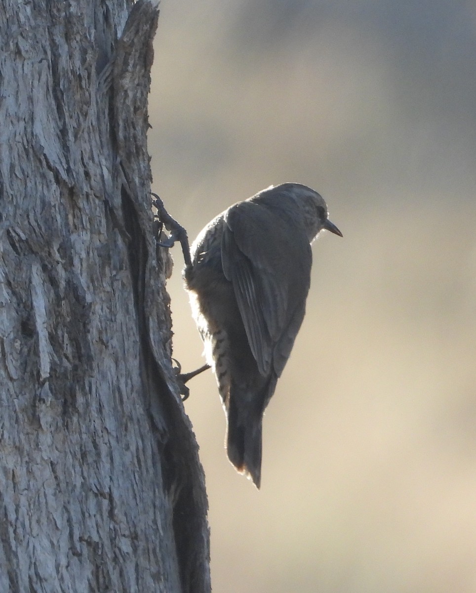 Brown Treecreeper - ML646671240
