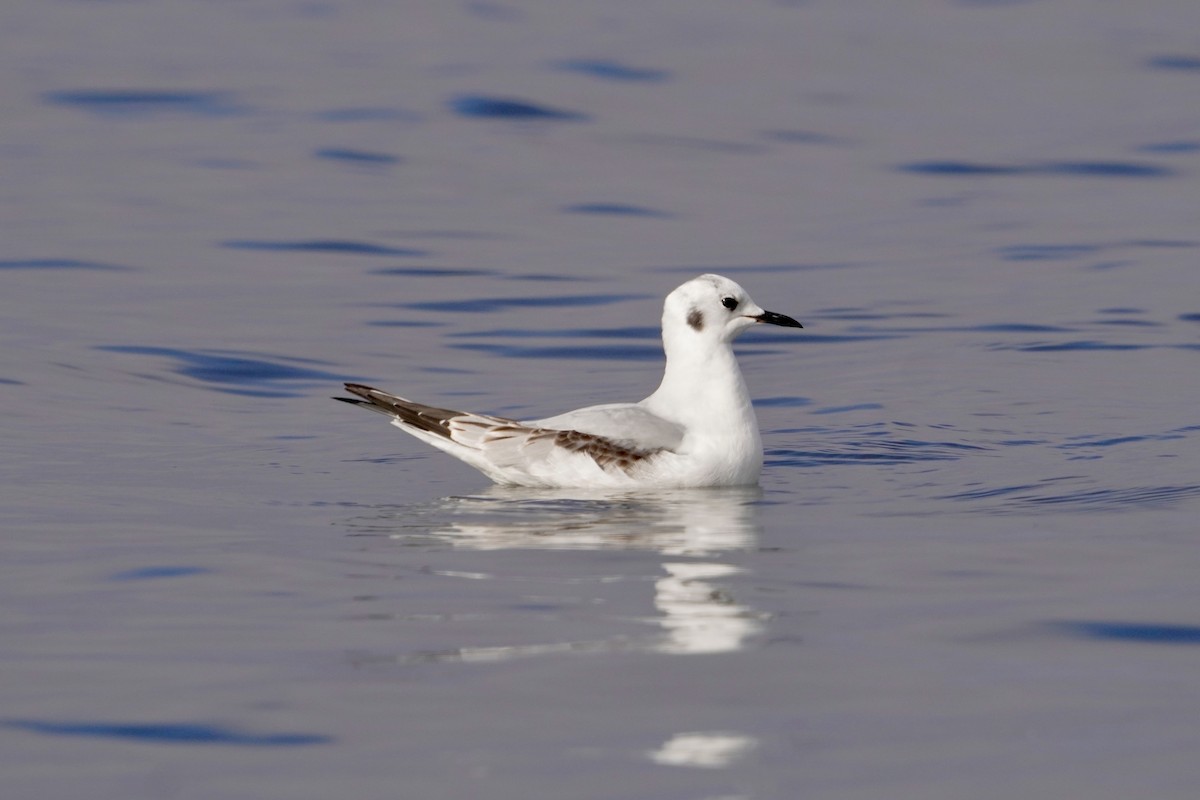 Gabbiano di Bonaparte - ML646671241