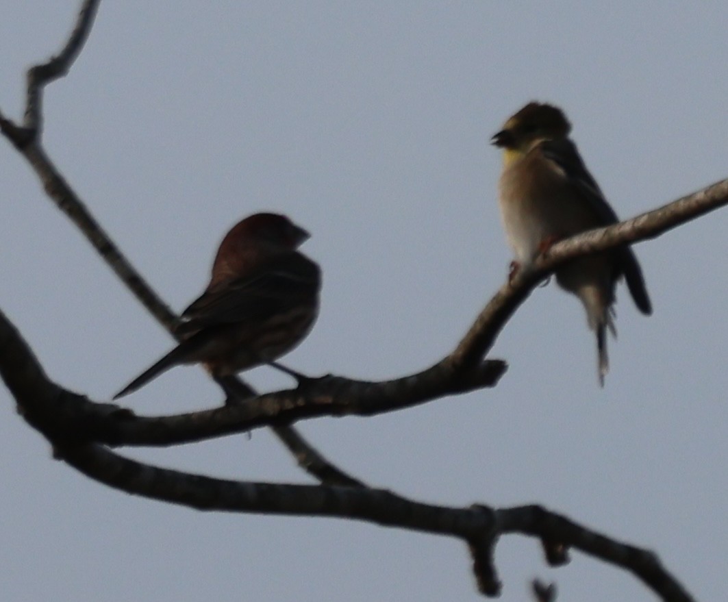 House Finch - ML646671251