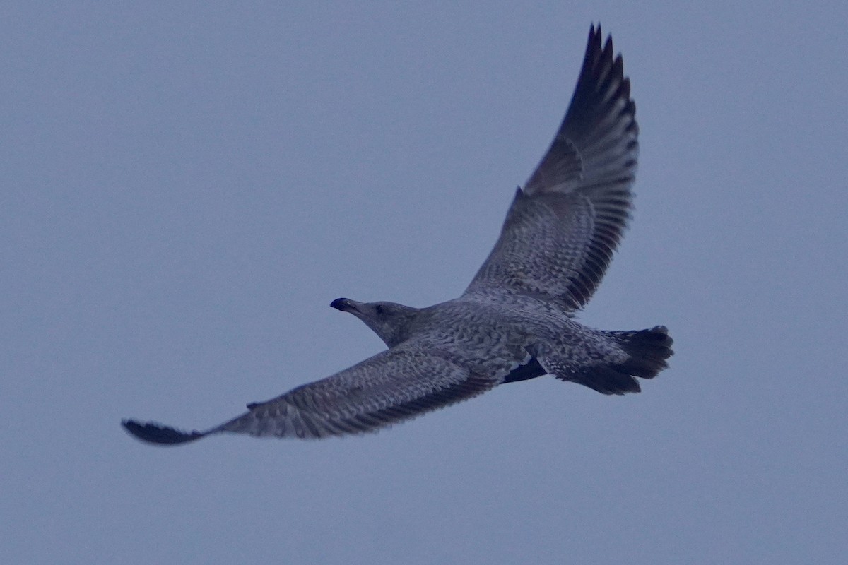 American Herring Gull - ML646671252
