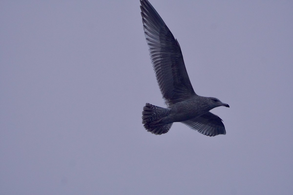 American Herring Gull - ML646671253