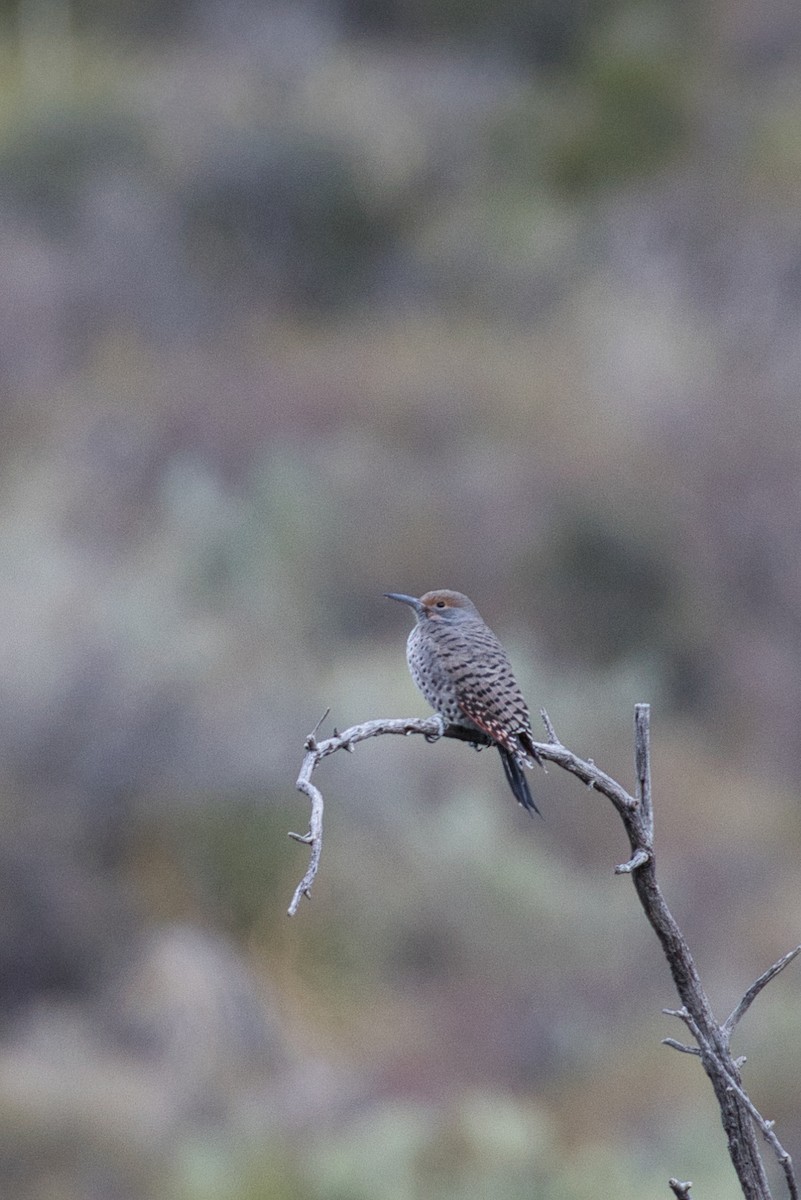 Northern Flicker (Red-shafted) - ML646671255