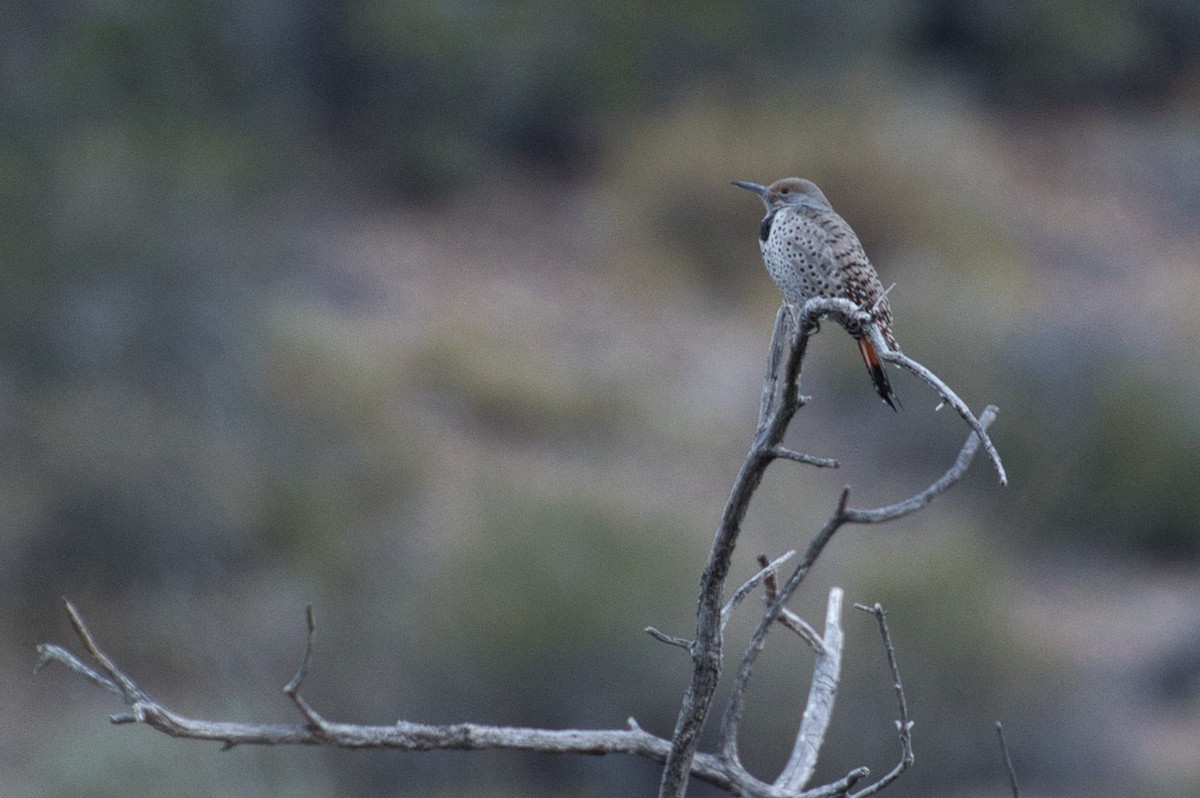 Northern Flicker (Red-shafted) - ML646671256