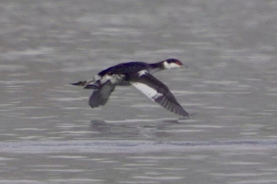 Svasso cornuto - ML646671258