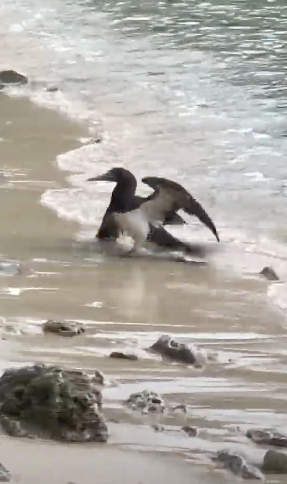 Brown Booby - ML646671259