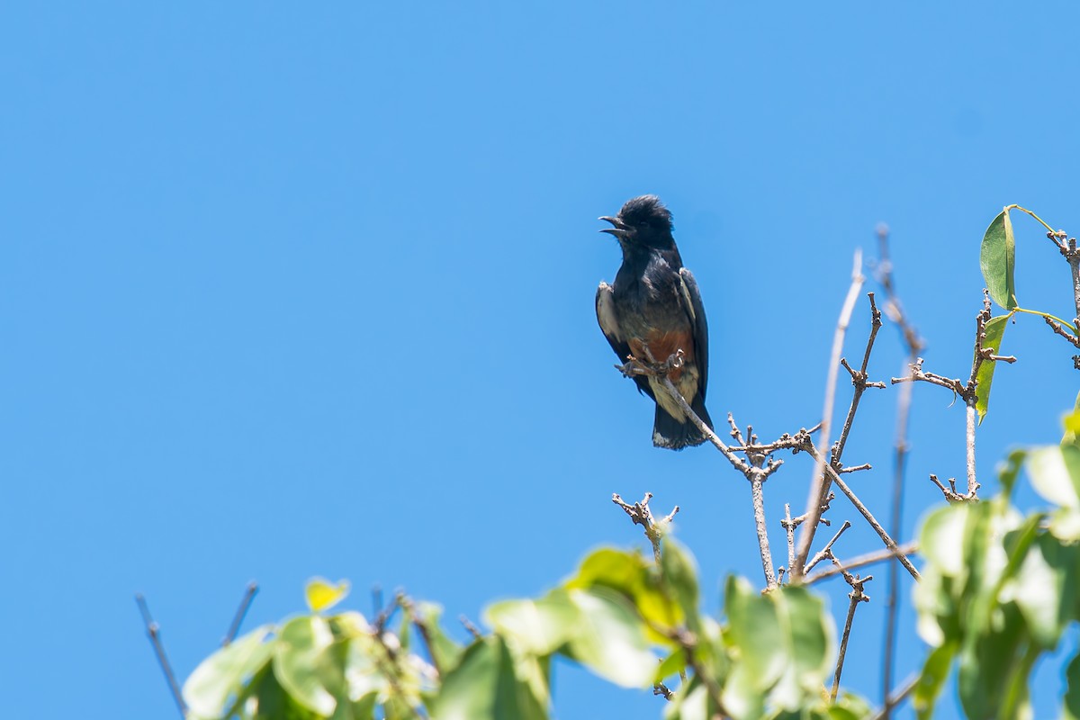 ツバメオオガシラ - ML646671260