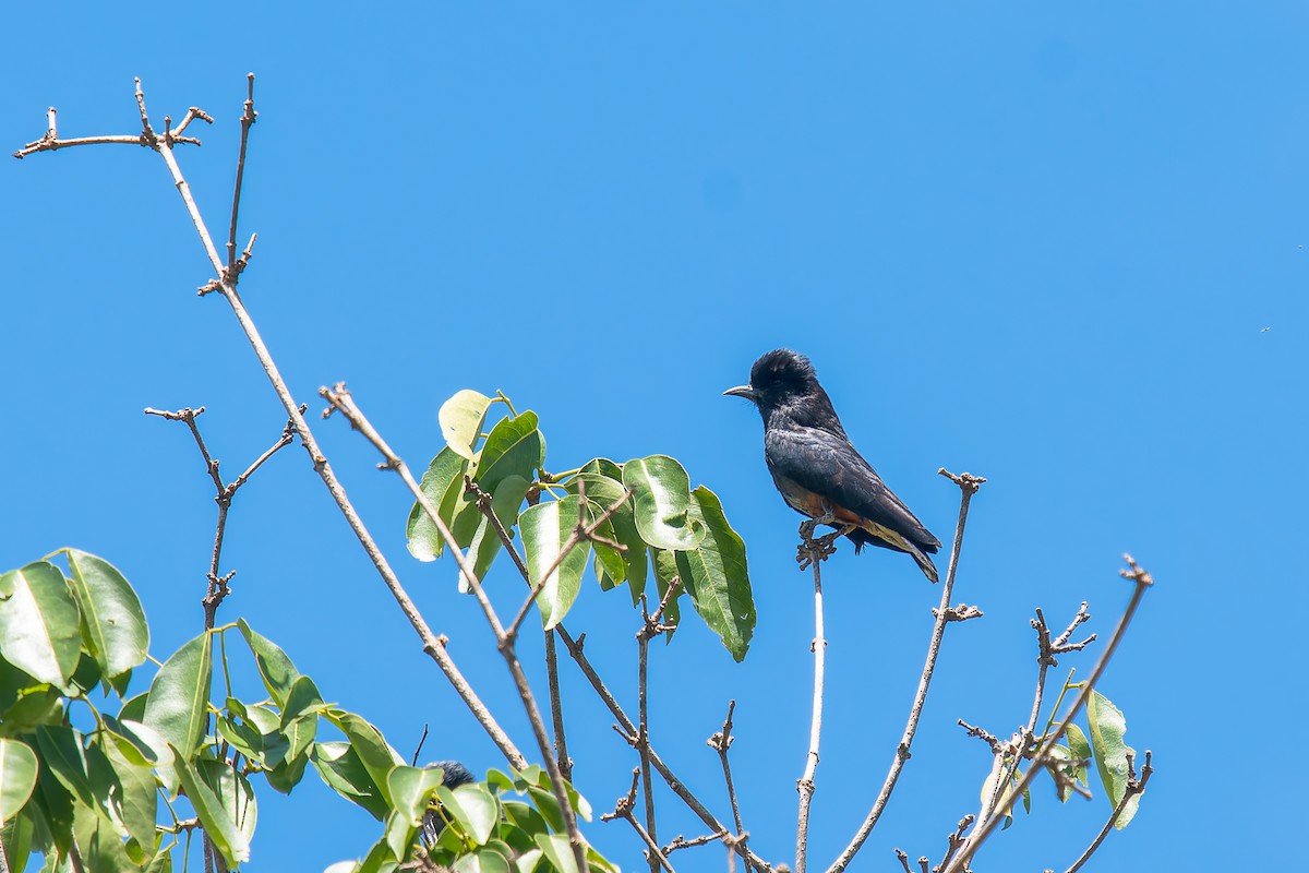 ツバメオオガシラ - ML646671265