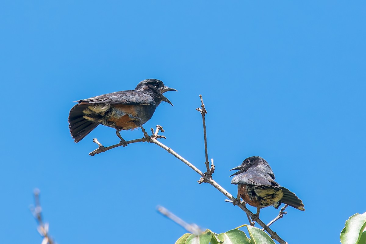 ツバメオオガシラ - ML646671266