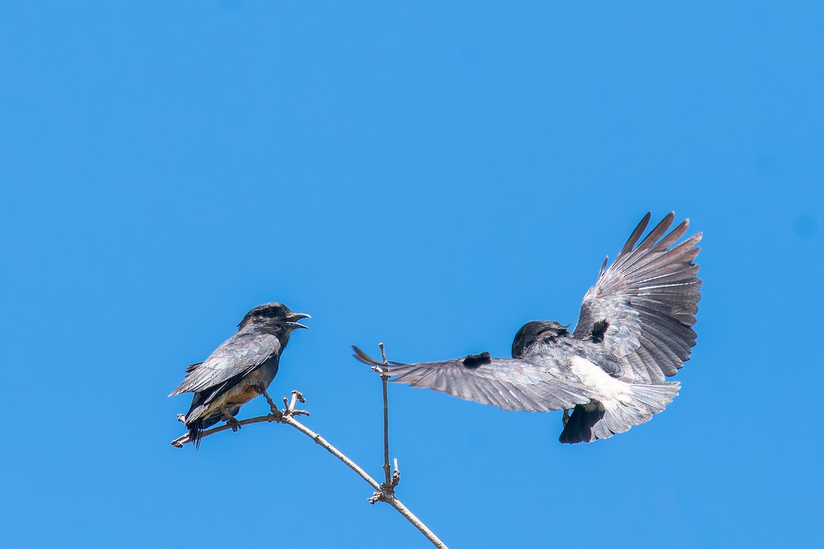 ツバメオオガシラ - ML646671267