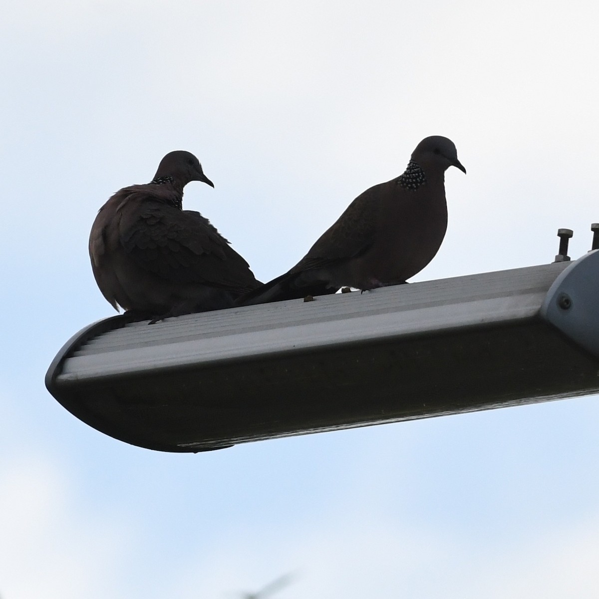 Spotted Dove - ML646671271