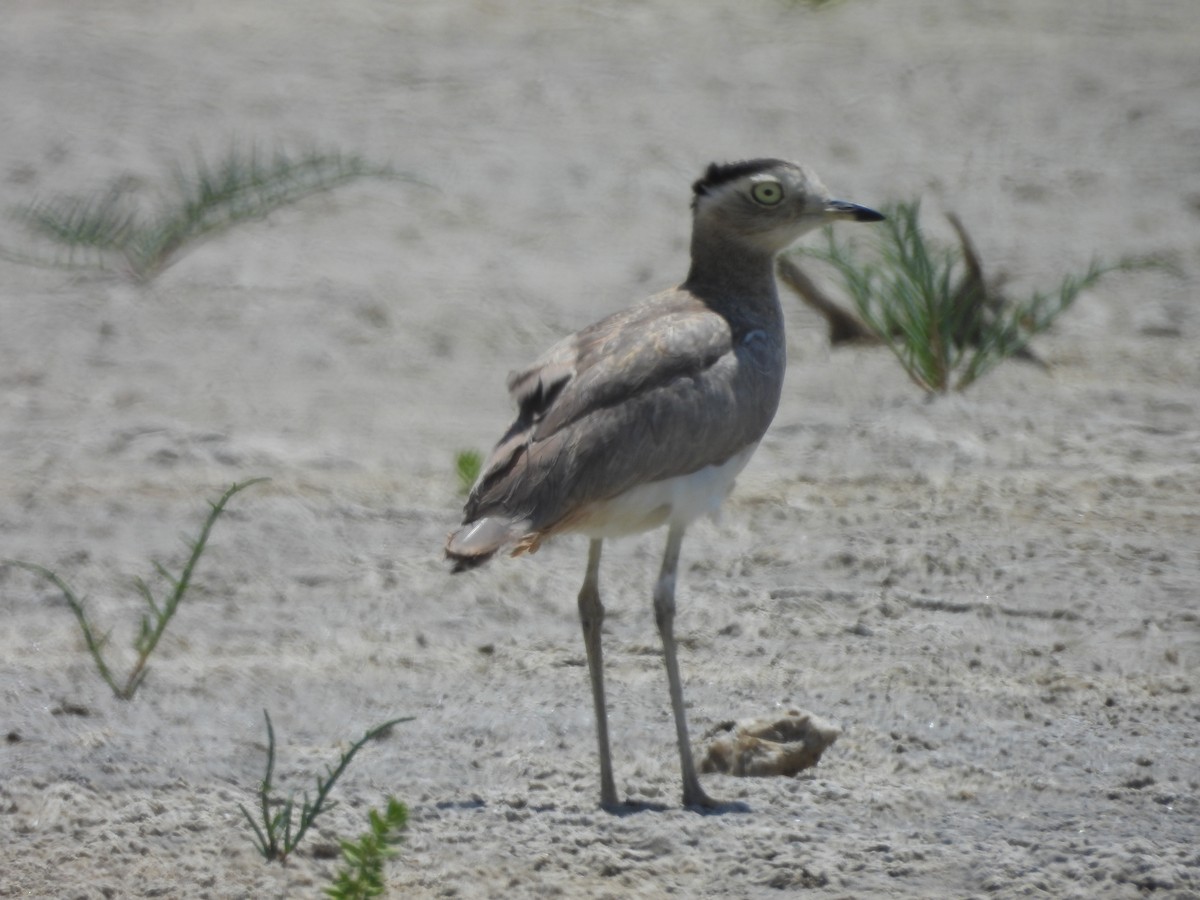 Peruvian Thick-knee - ML646671272