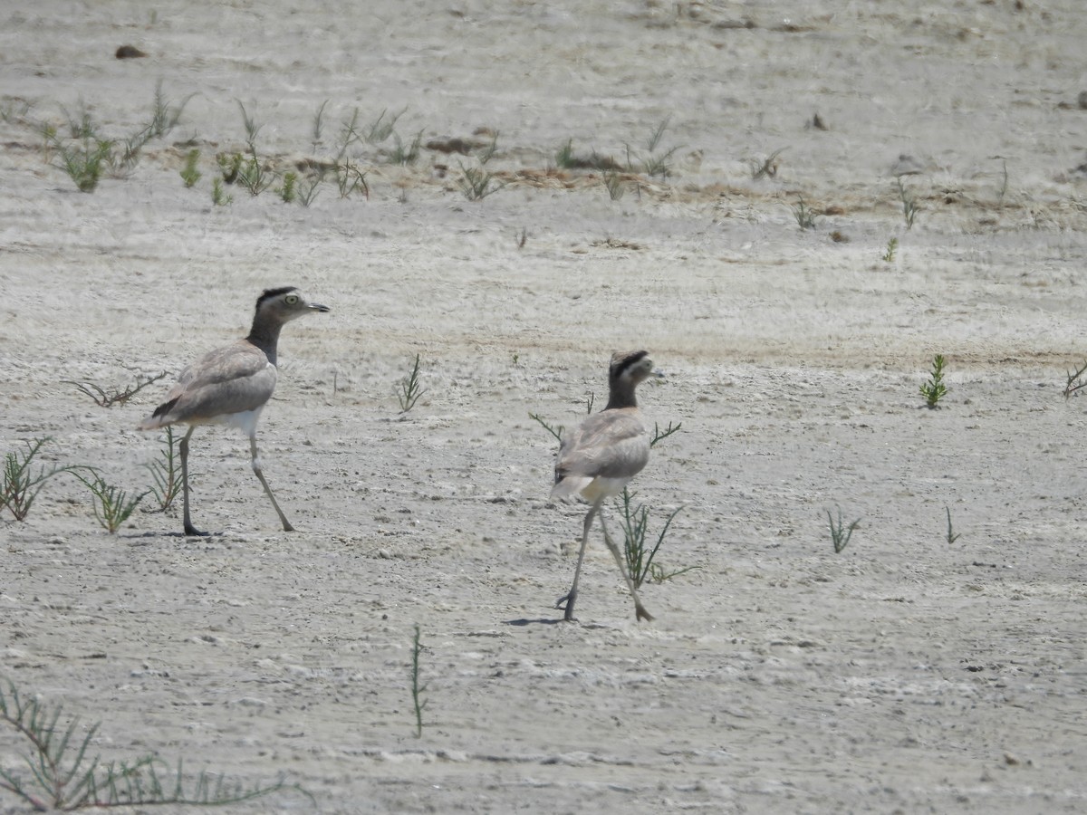 Peruvian Thick-knee - ML646671273