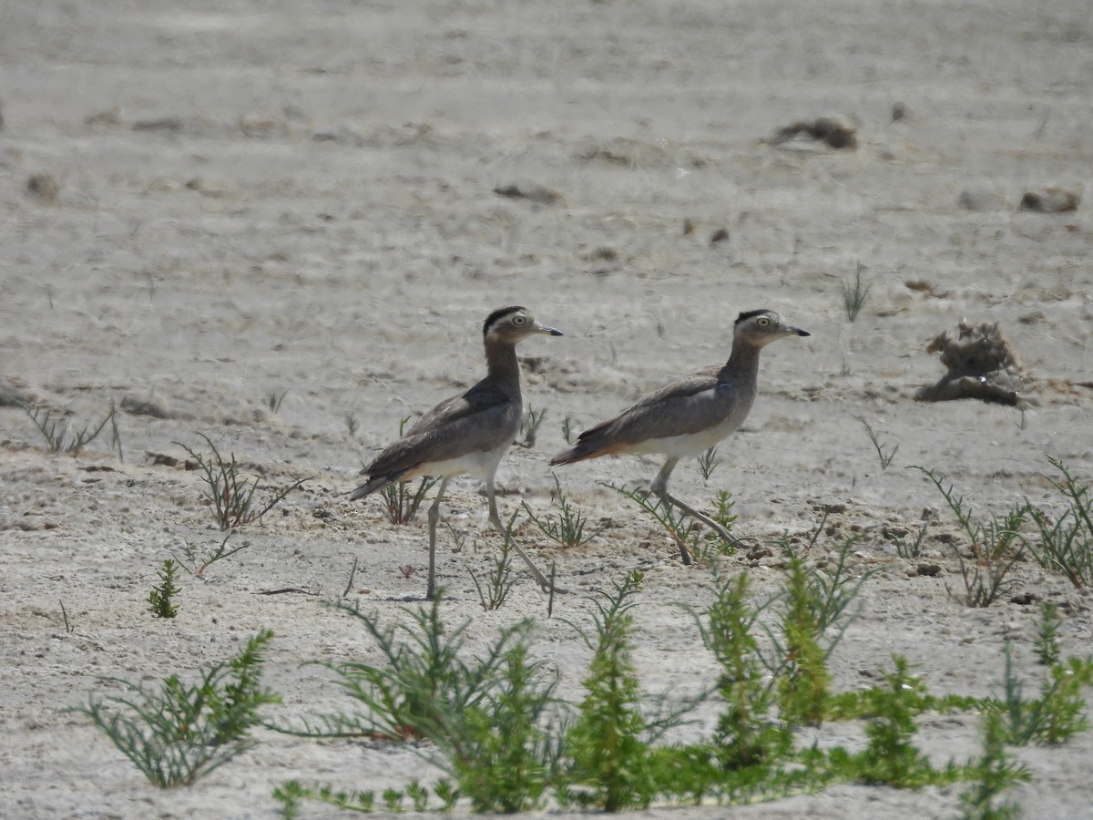 Peruvian Thick-knee - ML646671274