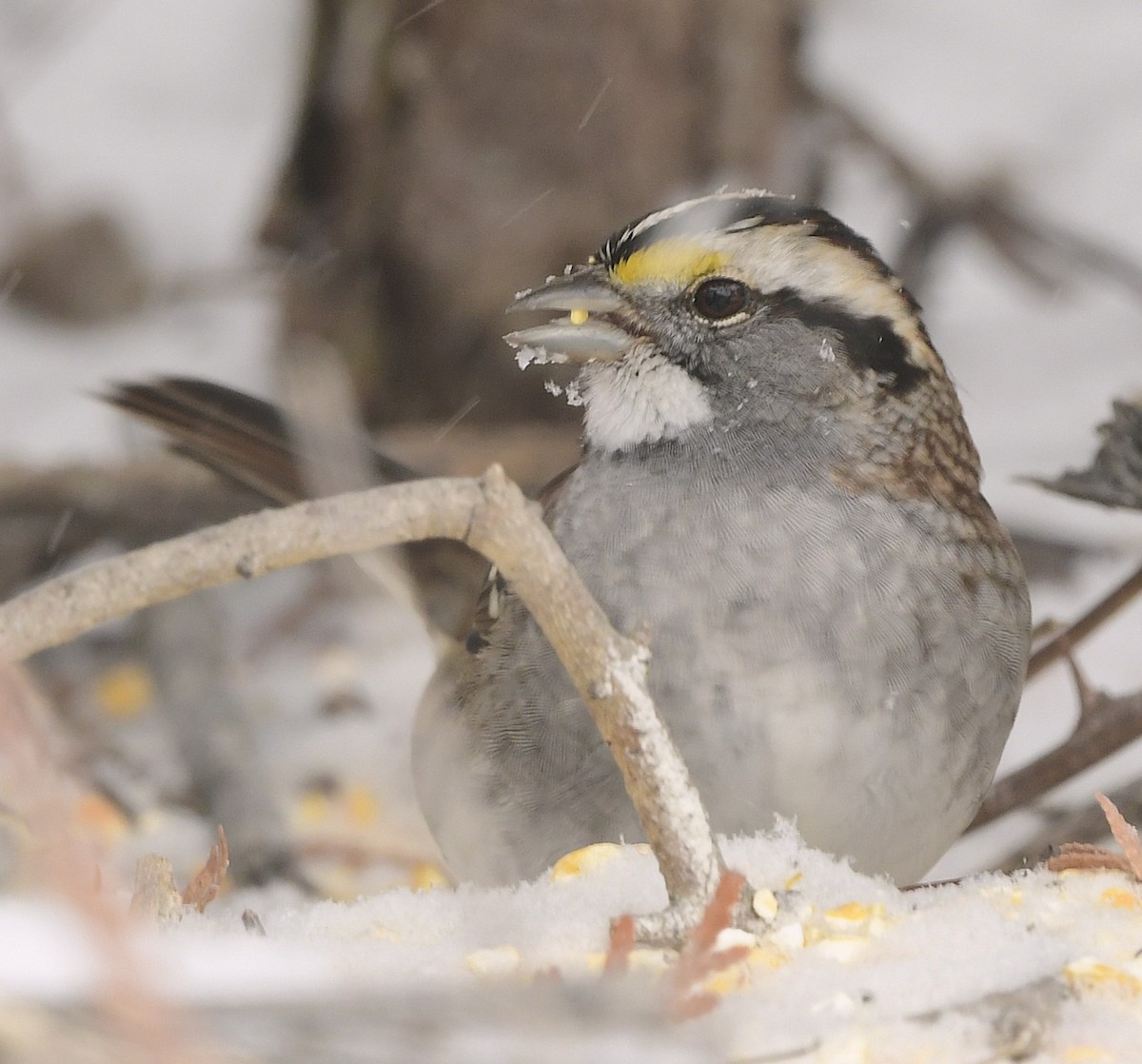 White-throated Sparrow - ML646671275