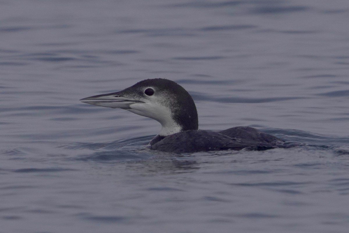 Strolaga maggiore - ML646671276