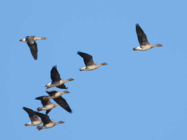 Taiga/Tundra Bean-Goose - ML646671280