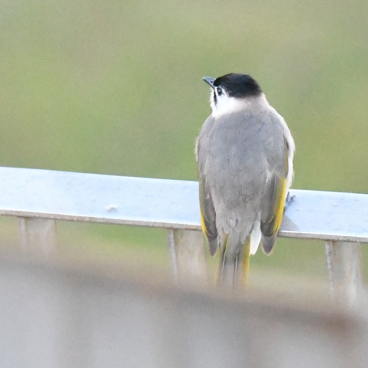 Styan's Bulbul - ML646671283