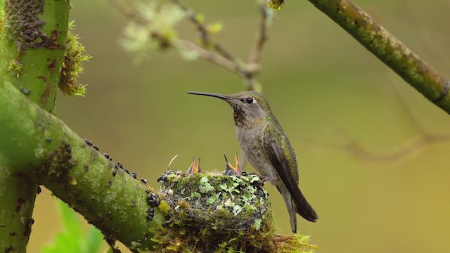 Anna's Hummingbird - ML646671285