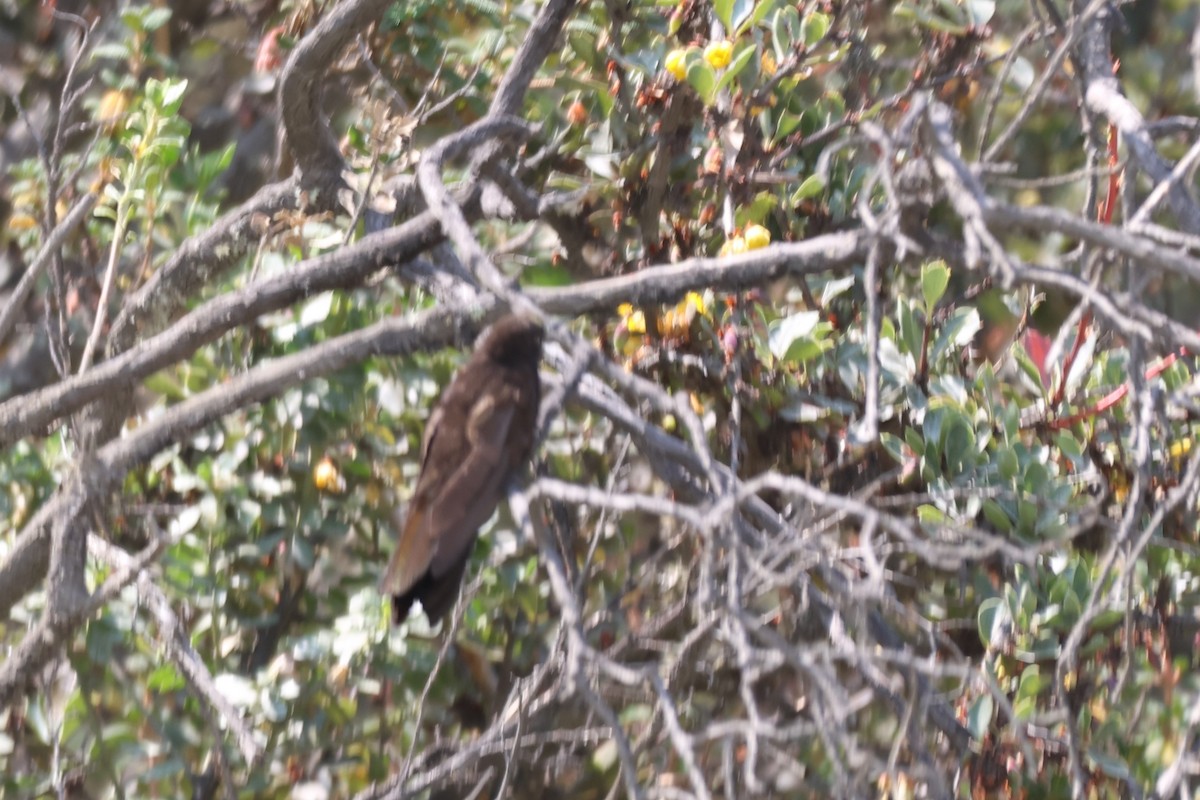 Olivaceous Thornbill - ML646671286