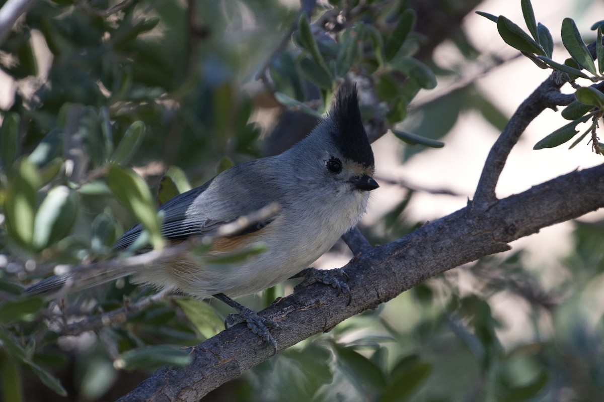 sýkora černochocholatá - ML646671289