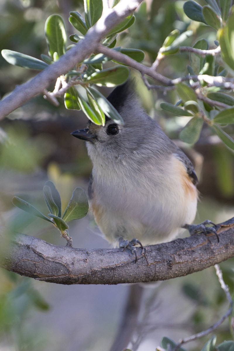 sýkora černochocholatá - ML646671290
