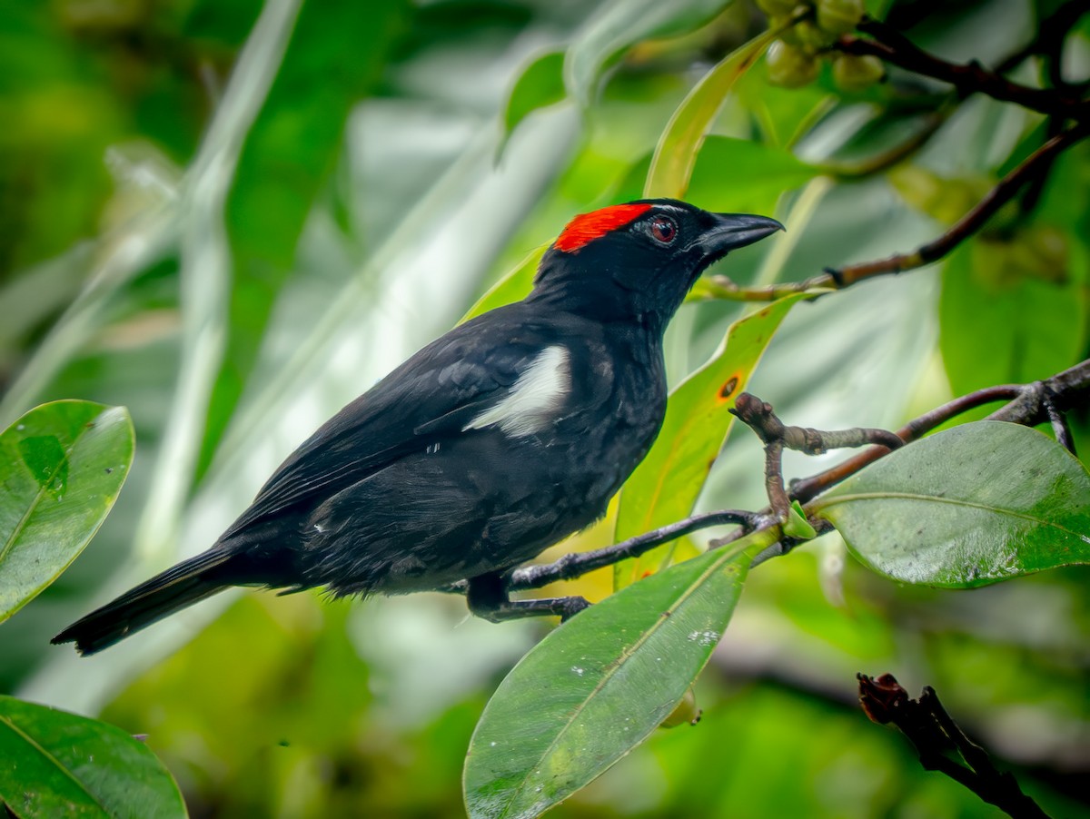 Scarlet-browed Tanager - ML646671291