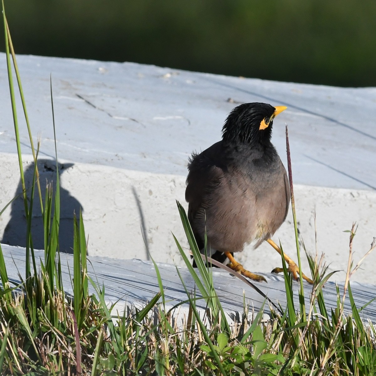 Common Myna - ML646671292