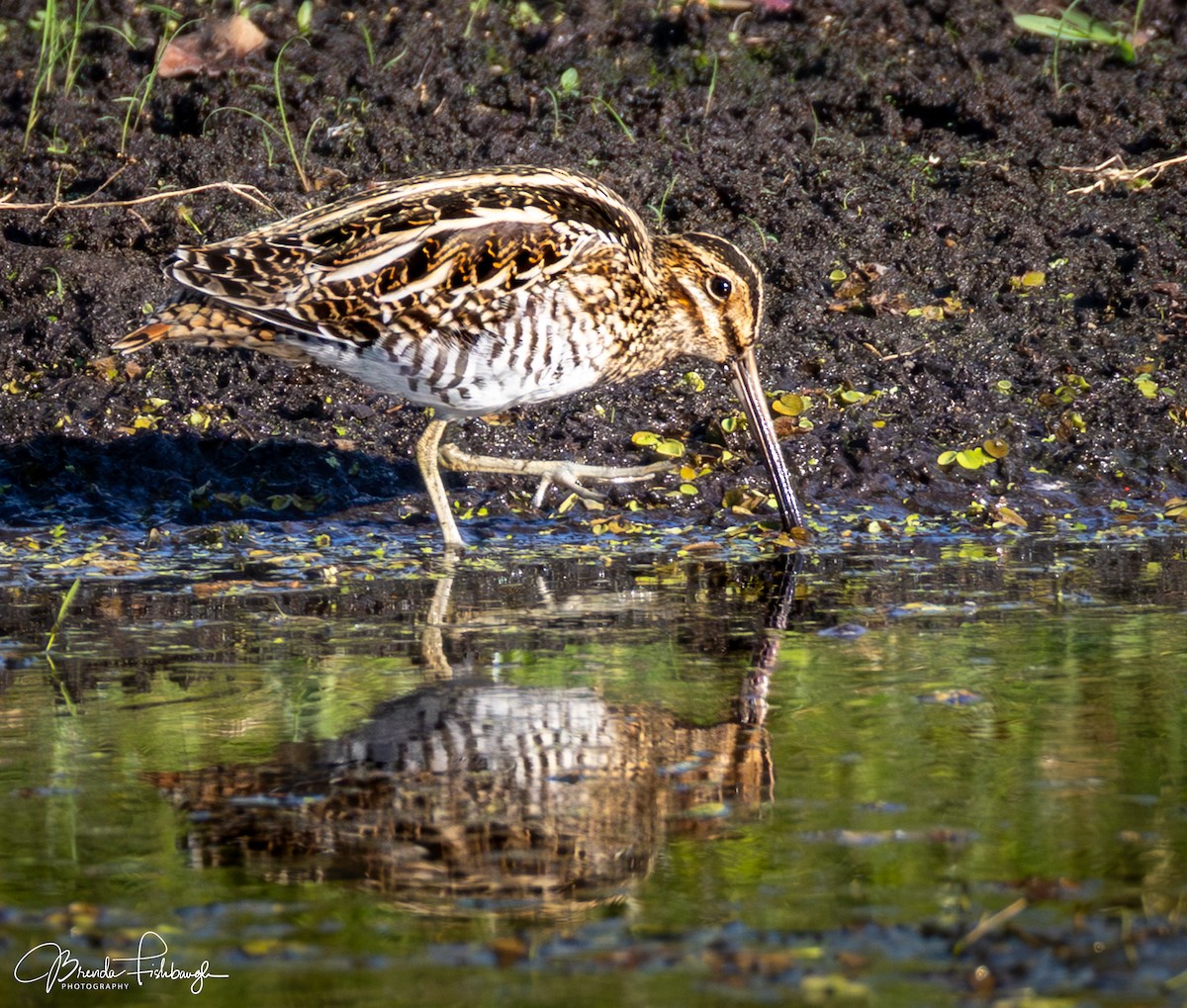Wilson's Snipe - ML646671293