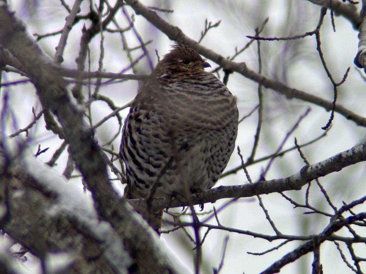 jeřábek kanadský - ML646671297