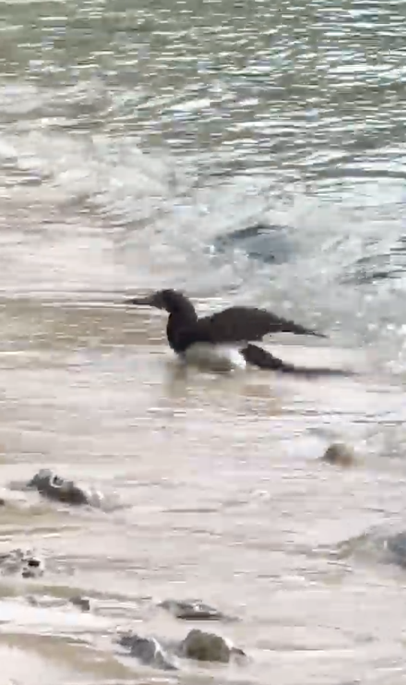 Brown Booby - ML646671302