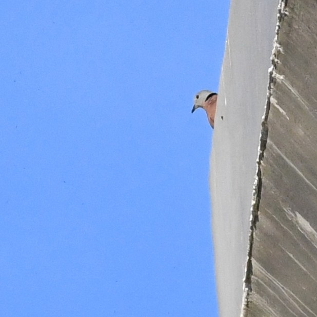 Red Collared-Dove - ML646671303