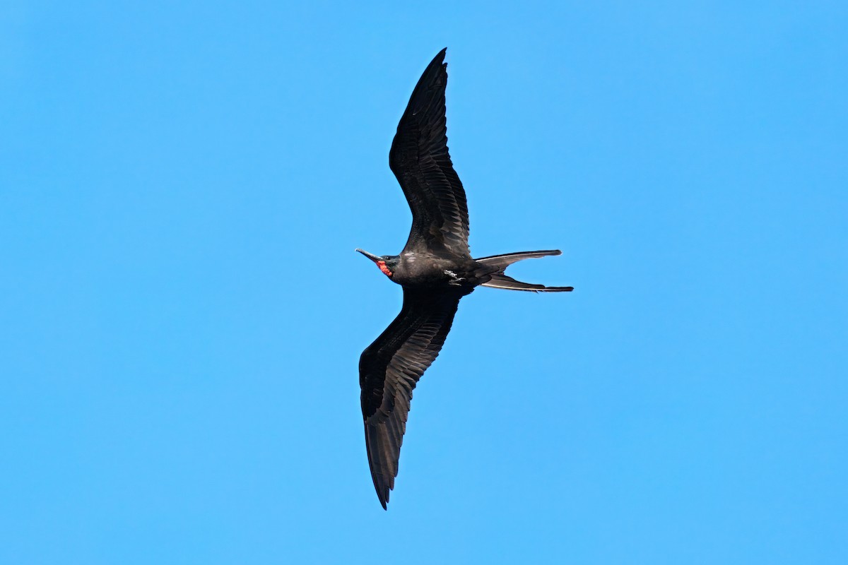Magnificent Frigatebird - ML646671306