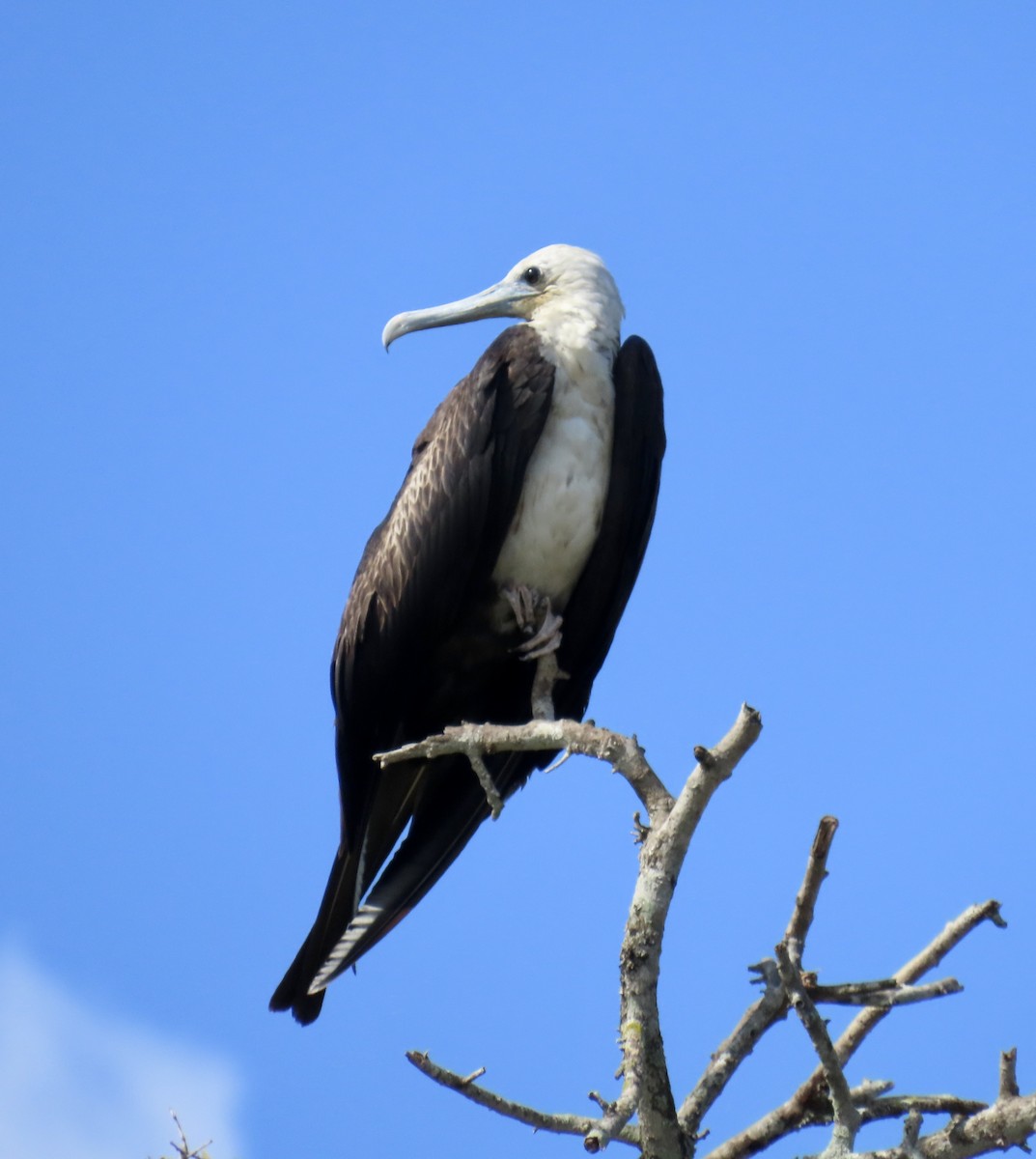 Magnificent Frigatebird - ML646671311